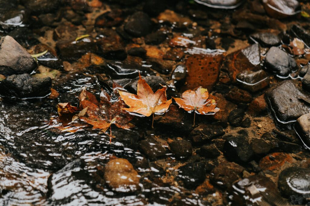 calm1